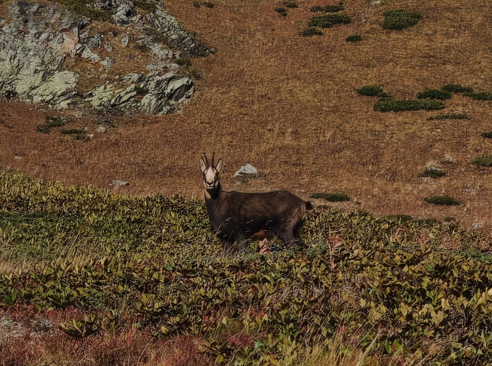 Kavkazskiy-zapovednik-fauna